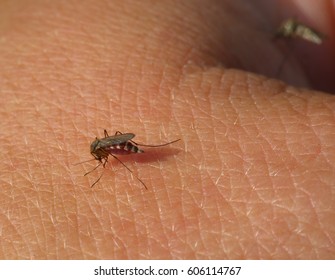 el mosquito bebe sangre del hombre - toma macro