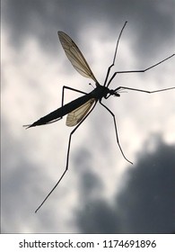 Mosquito In Front Of The Dark Sky, Flying Insects