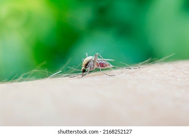 Mosquito Full Of Blood. A Mosquito Sucks Blood From A Human Body. Macro Photo Of A Mosquito On The Arm