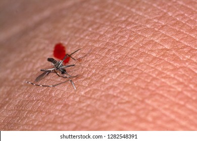 Mosquito Get Slap While Sucking Blood