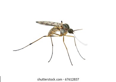 Mosquito Isolated On White Background