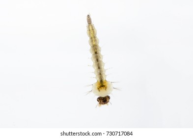 Mosquito Larva (Aedes Albopictus)