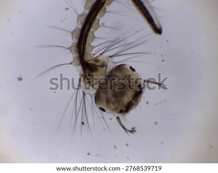 Mosquito Larva Pupa Under Microscope Close Up View