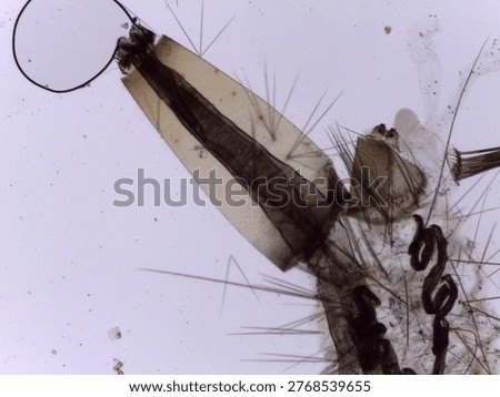Mosquito Larva Siphon Anal Segment Microscope Extreme Detail