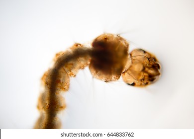 The Mosquito (Larva) under microscope view.