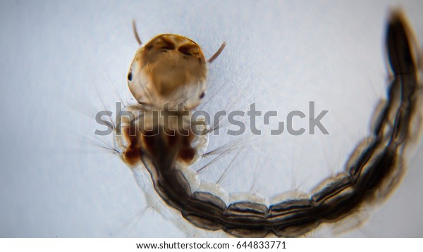 Mosquito Larva Under Microscope View Stock Photo 644833771 