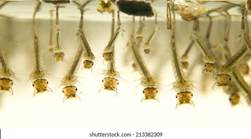 Mosquito Larvae