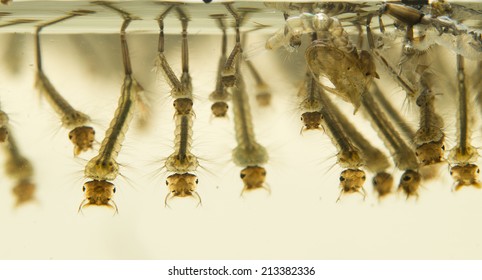 Mosquito Larvae