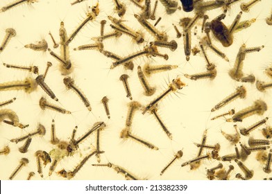 Mosquito Larvae