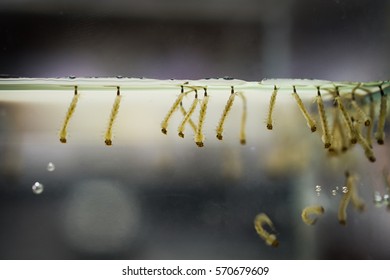 Mosquito Larvae.
