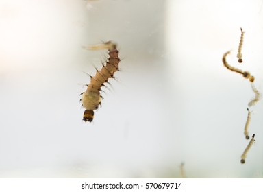 Mosquito Larvae.
