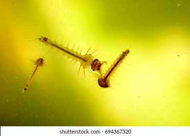 Mosquito Larvae Stock Photo Edit Now