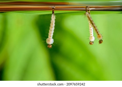 Mosquito Larvae. Aedes Aegypti Mosquito Larvae. Dengue Fever, Chikungunya Virus And Zika Virus Transmitter.