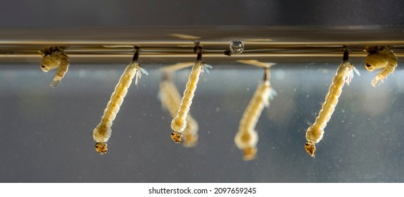 Mosquito Larvae. Aedes Aegypti Mosquito Larvae. Dengue Fever, Chikungunya Virus And Zika Virus Transmitter.