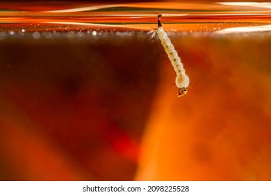 Mosquito Larvae. Aedes Aegypti Mosquito Larvae. Dengue Fever, Chikungunya Virus And Zika Virus Transmitter.