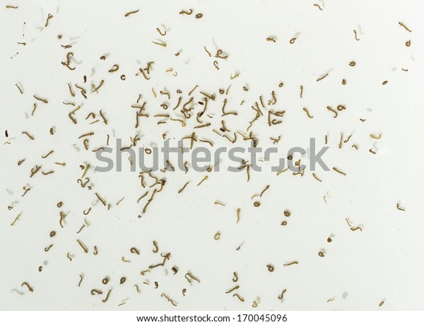 Mosquito Larvae Know Wigglers Wrigglers Stock Photo 170045096 ...