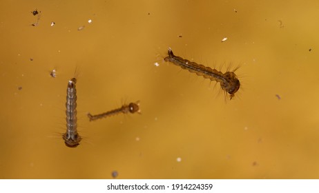 Mosquito larvae in stagnant water.