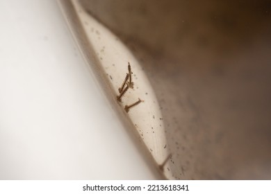 Mosquito Larvae In Stagnant Water Close Up