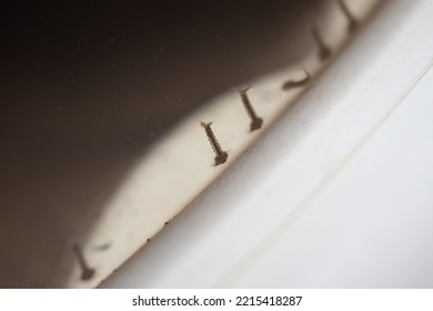 Mosquito Larvae In Stagnant Water Close Up