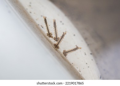 Mosquito Larvae In Stagnant Water Close Up