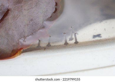 Mosquito Larvae In Stagnant Water Close Up