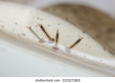 Mosquito Larvae In Stagnant Water Close Up