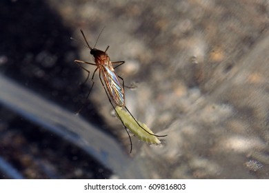 A Mosquito Lays Eggs On The Water Surface