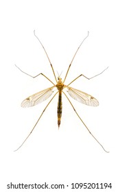 Mosquito Macro Isolated On White