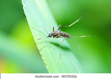Mosquito In Macro Photo