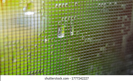 mosquito net green