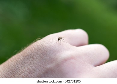 15,600 Mosquito on hand Images, Stock Photos & Vectors | Shutterstock