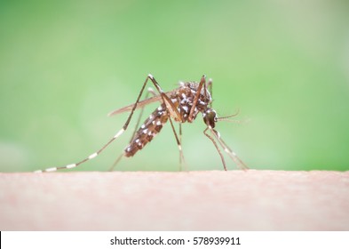 Mosquito On Human Skin Green Background Stock Photo 578939911 ...