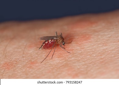 mosquito on the human skin at night