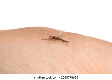 Mosquito on human's skin against white background, closeup