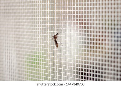 mosquito on insect net wire screen close up on house window