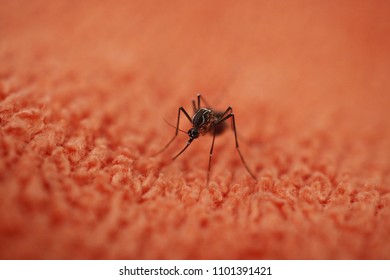 Mosquito On Orange Fiber Fabric.