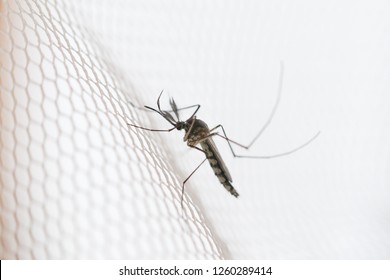 Mosquito On White Mosquito Wire Mesh,net.Mosquito Disease Is Carrier Of Malaria, Zica Virus,Fever.