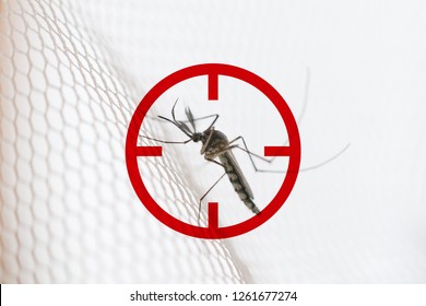 Mosquito On White Mosquito Wire Mesh,net.Mosquito Disease Is Carrier Of Malaria, Zica Virus,Fever.