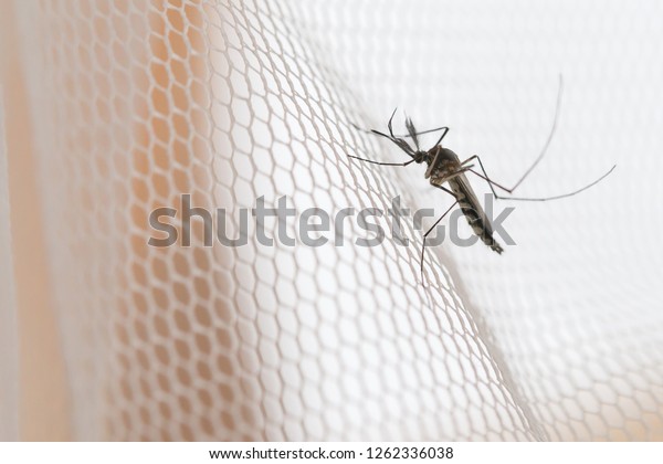 Mosquito on white mosquito\
wire mesh,net.Mosquito disease is carrier of Malaria, Zica\
Virus,Fever.