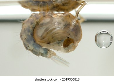 Mosquito Pupa In White Background