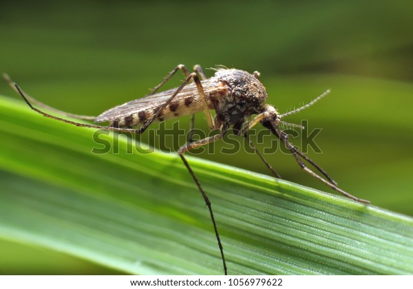 緑の草に蚊が宿っている 雄と雌の蚊がネクターや植物の果汁を食べる の写真素材 今すぐ編集