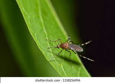 geriausias papildas, padedantis prarasti pilvo riebalus