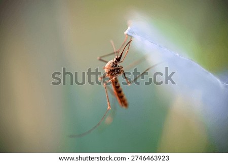 Mosquito resting on a translucent surface with a blurred green and blue background in soft morning light