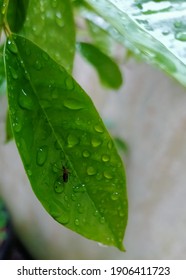 The Mosquito Sticks To The Dewy Bay Leaves