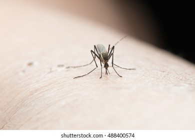 Mosquito Sucking Blood On Human Skin Stock Photo (Edit Now) 1508407487