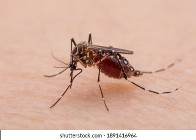 A mosquito that carries dengue fever, Zika virus is sucking blood on a person's skin.