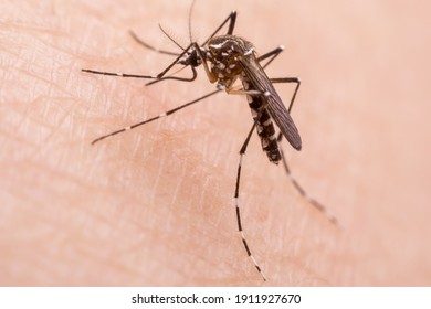 A mosquito that carries dengue fever, Zika virus is sucking blood on a person's skin.