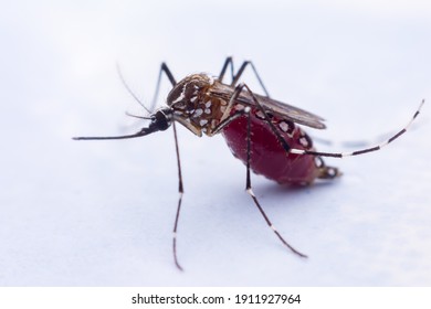 A Mosquito That Carries Dengue Fever, Zika Virus Is Sucking Blood On A Person's Skin.