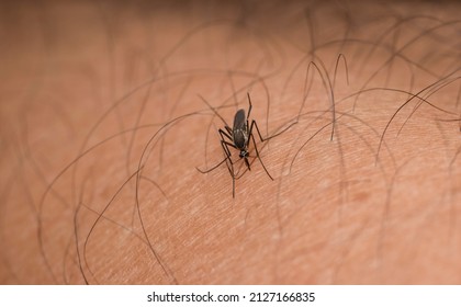 Mosquito Try To Pierce Hairy Human Skin. Macro Photography, Selective Focus.