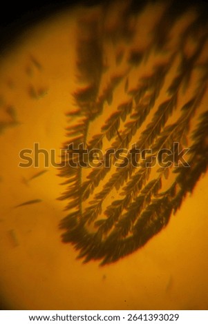 Mosquito wings under microscope magnification of 40, 100, 400 and 1000x, mosquito wings and mosquito body parts are very detailed and beautiful when photographed under a light microscope, suitable for